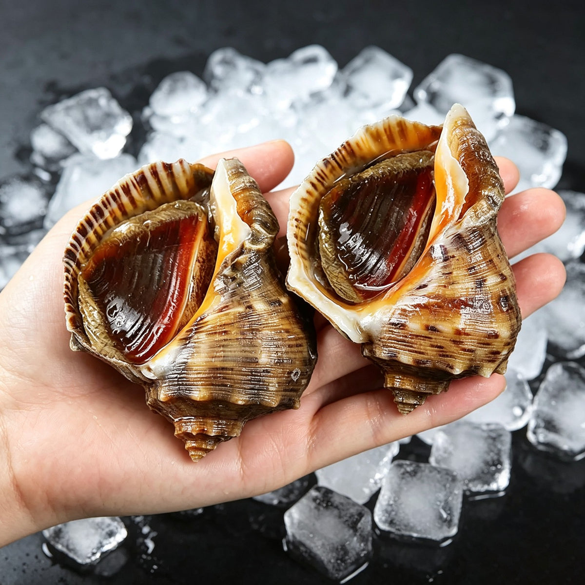 Shellfish & sea snails