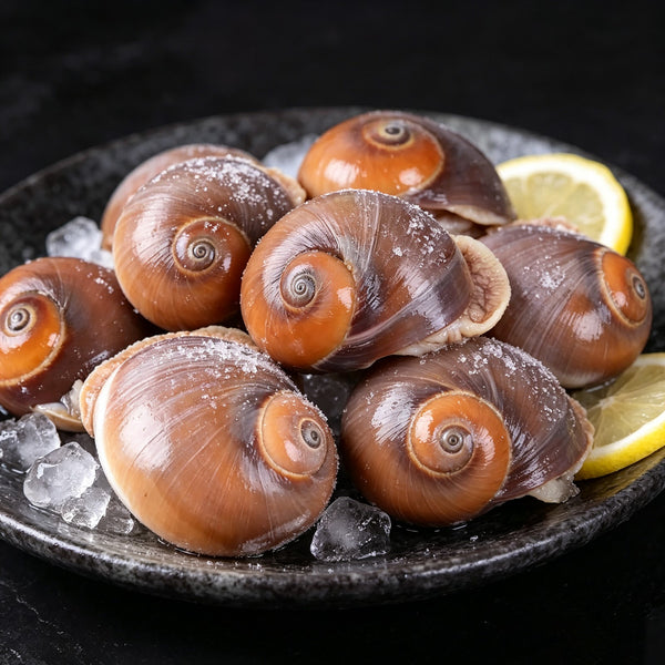 Frozen Moon Snail